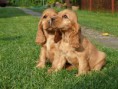 /album/fotogaleria/dog-jpg/