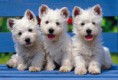 /album/fotogaleria/dog1-jpg/