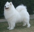 /album/fotogaleria/samojed-3-jpg/