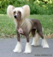 /album/fotogaleria/cinsky-chocholaty-pes-nahac-jpg/