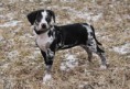 /album/fotogaleria/a419-2-louisiansky-leopardi-pes-catahoula-jpg/
