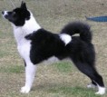 /album/fotogaleria/karelian-bear-dog-side-view-jpg/
