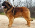 /album/fotogaleria/leonberger-pes-jeden-12-pups4sale-com-au-jpg/